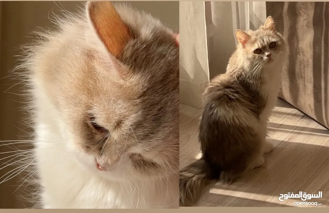 للتبني قطه شيرازيه العمر 6 سنوات ( صغيره الحجم )