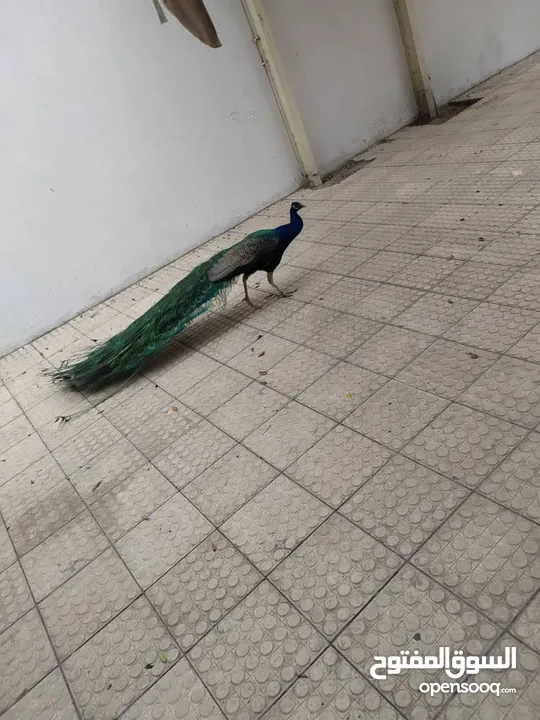 ملك طيور الزينة للبيع طاووس هندي بـ سعر مغري