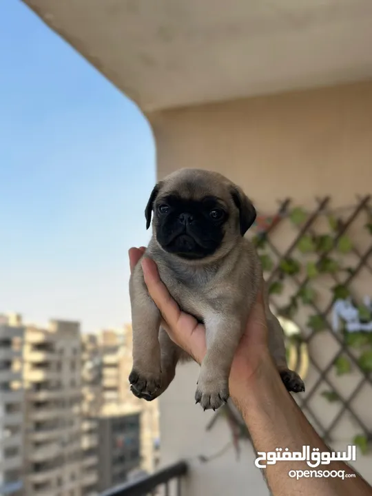 جراوي بج، pug puppies