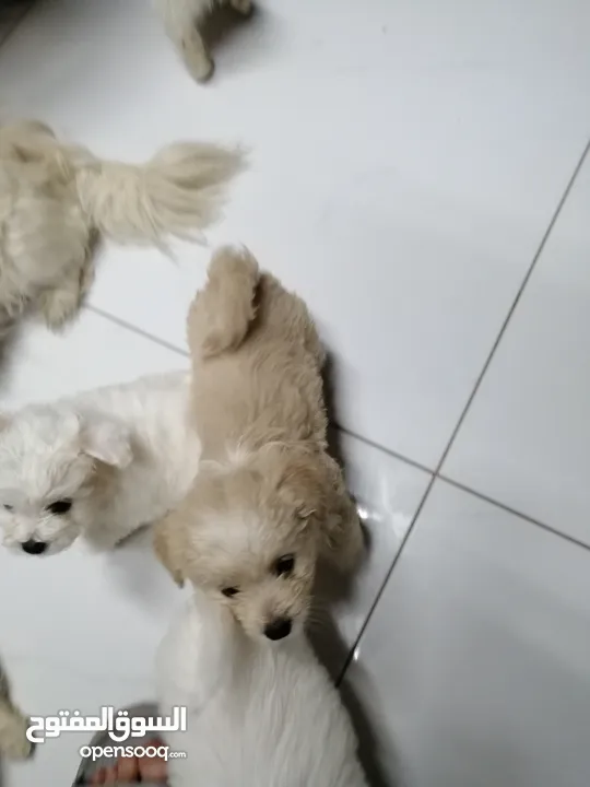 انثى فرنش تيرير عمر شهرين   puppy 2-months female - French Terrier