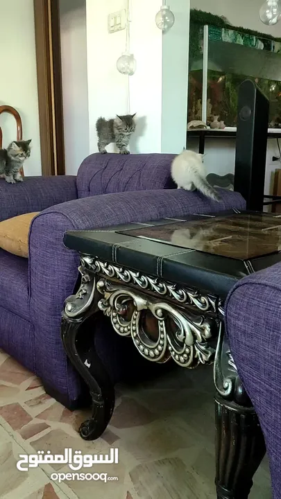 بيع قطط برتش