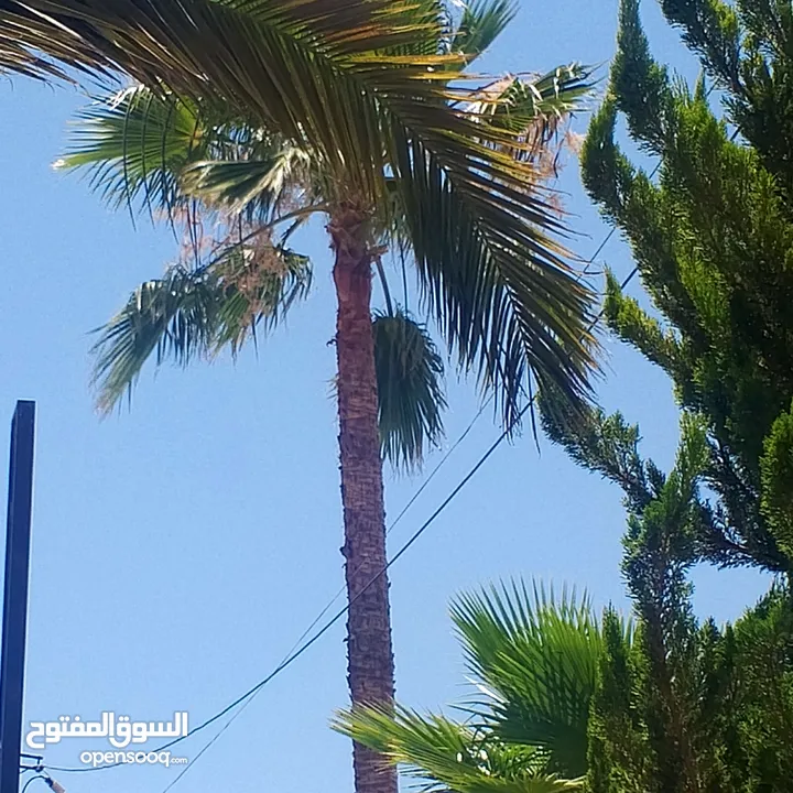 اشجار نخيل