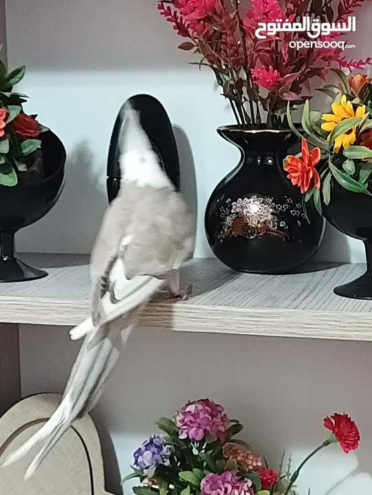 زوج كوكتيل وايت فيس