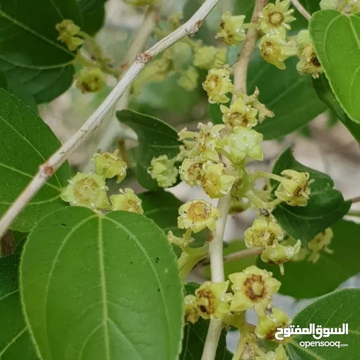 عسل سدر جباب  محلي لهذا الموسم