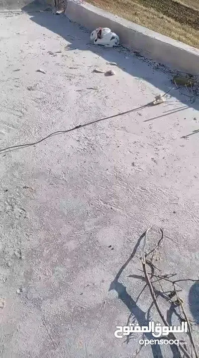 ارانب للبيع