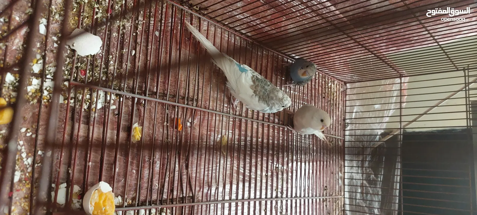 طيور زينه للبيع  ما بعرف لا بنوع ولا بجنس