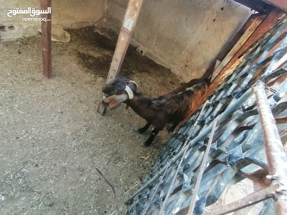 عنز جلد براسها...... السن صافه.... ماشاء الله عنها.... ديدها هشوش... تالي حليب.... شوف الفيد