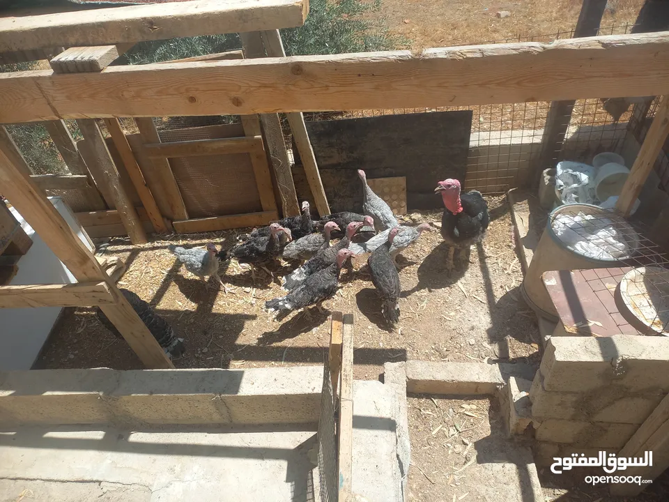 بسم الله ماشاء الله متوفر فراخ حبش عمر 4 شهور 4 حبات لون ازرق و7 حبات لون أسود للاسفسار ع الرقم 0775