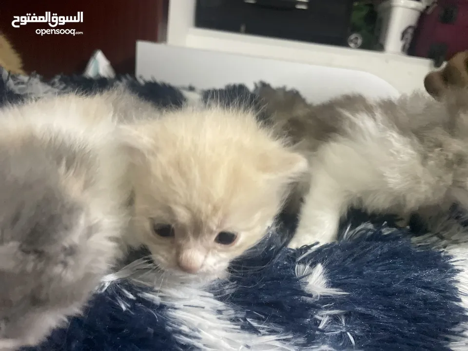 50days Ragdoll mix with Persian