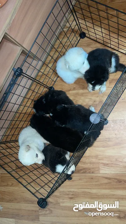 Husky puppies / جراوي هاسكي........