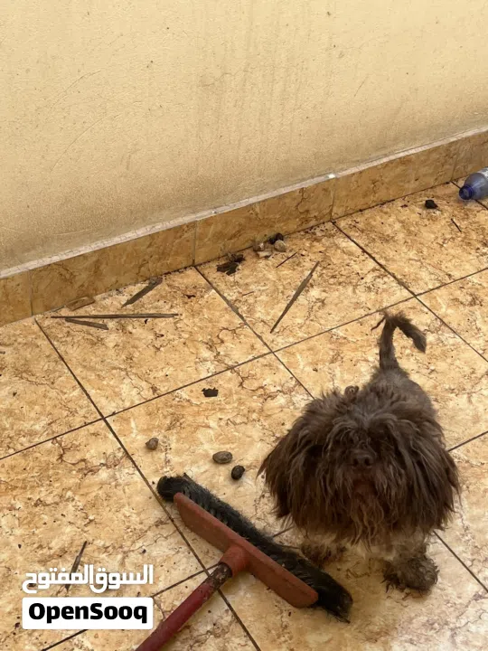 كلب مالتيز عمر 8