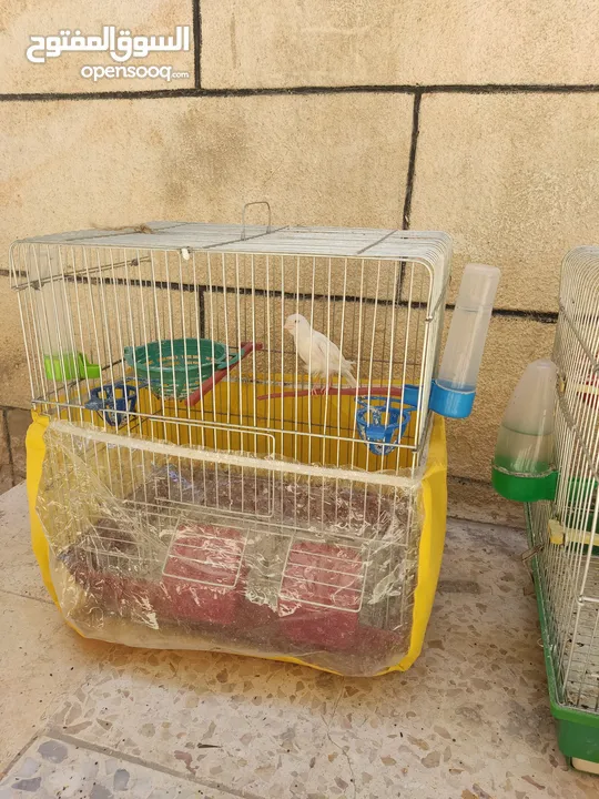 عصافير كناري للبيع
