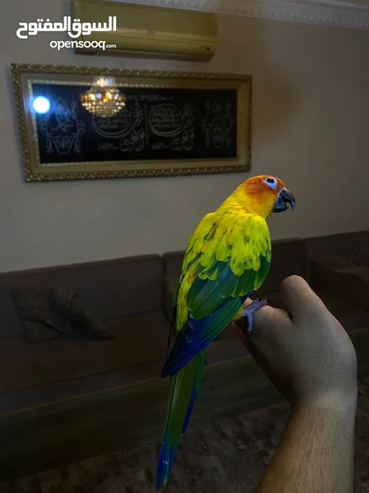 ببغاء صن كنيور عباره عن لعبه  تفاصيل عبر الرقم