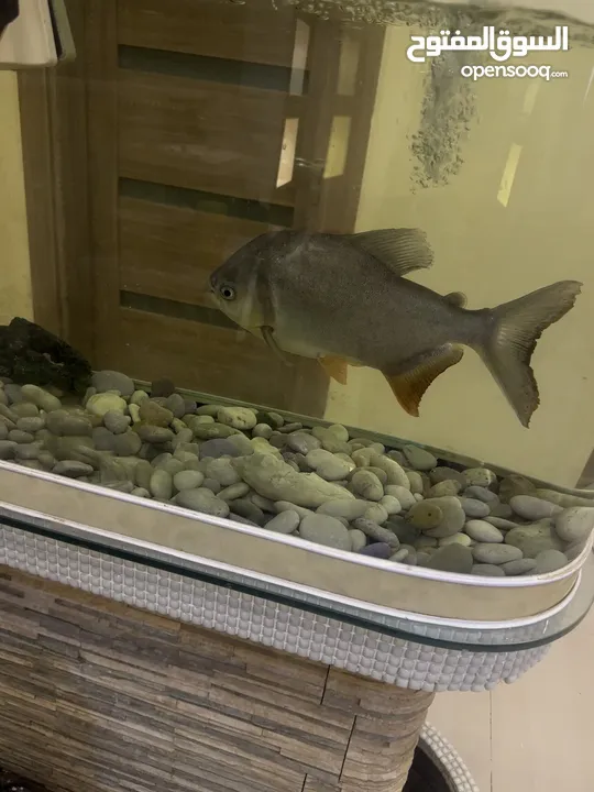 سمكة زينه النوع ( باكو) حجم كبير