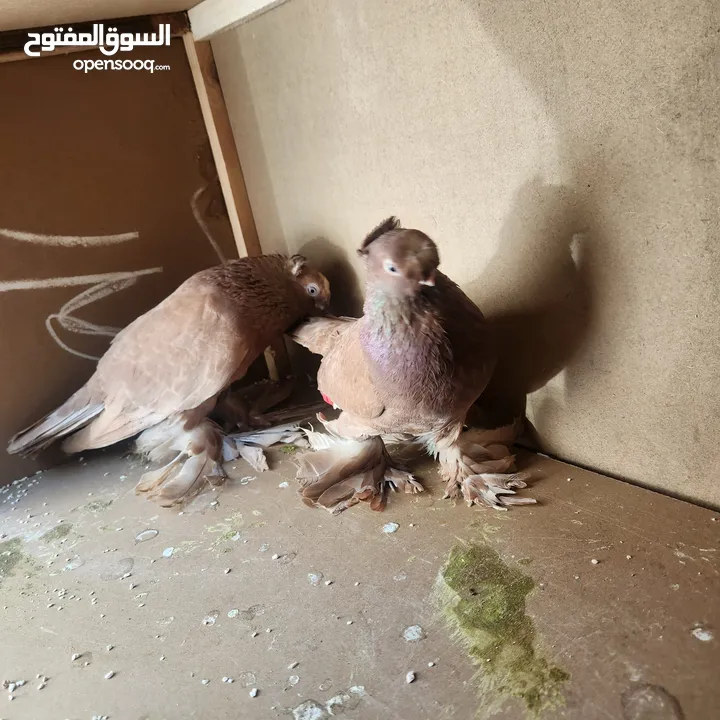 متاح جواز ازبك بزره الماني