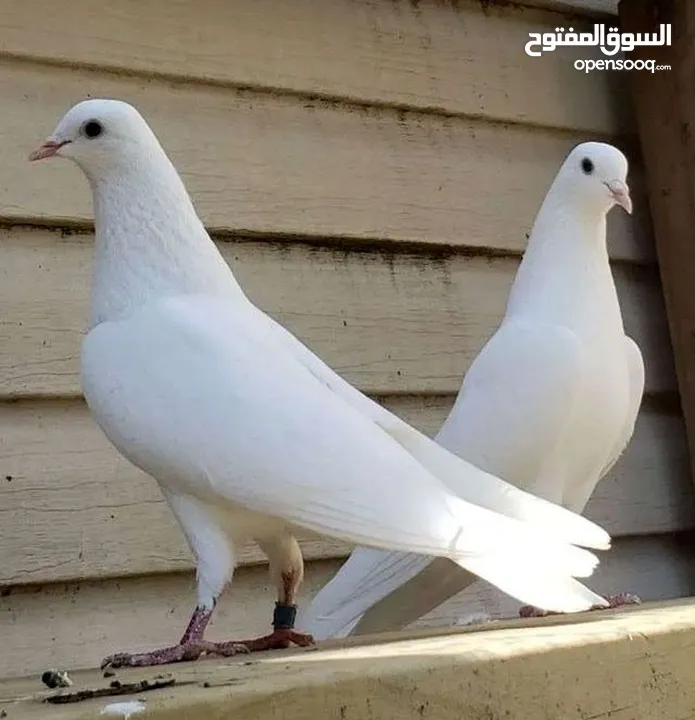 #مطلووووب حمام بلدي ابيض سك 4 او 5 جواز كلهن بيض