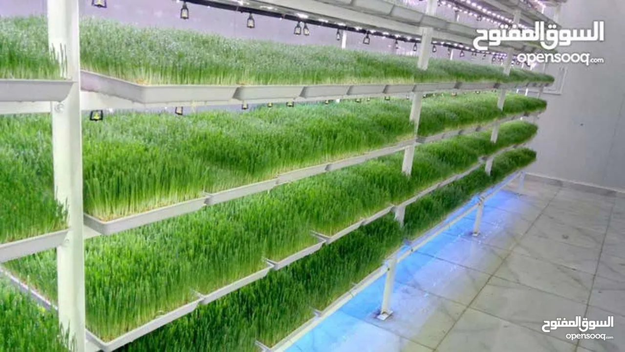 استنبات شعير  شعير مستنبت Sprouted   صواني استنبات شعير Barley germination barley