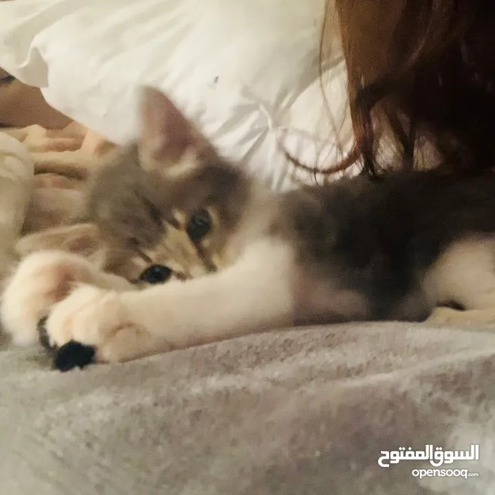 قطة صغيرة للبيع ( عمر شهرين تقريباً )
