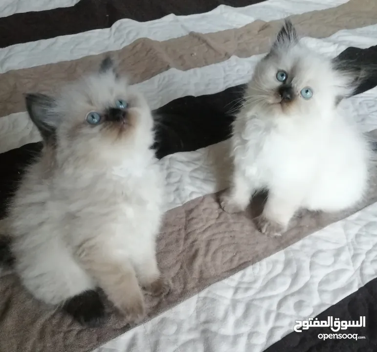 ragdoll seal point mitted pure