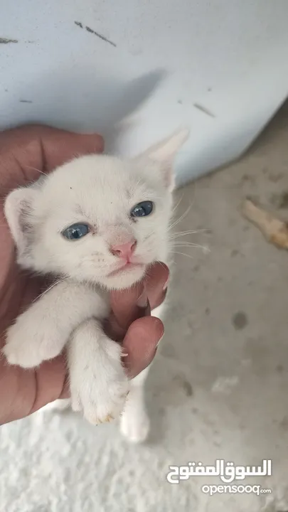 kitten 1month aged