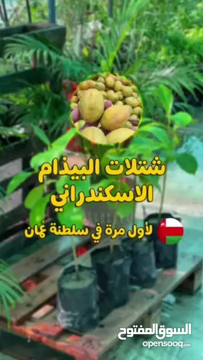 عرض على شتلات البيذام أو اللوز الاسكندراني الحساوي الثمرة الجامبو  لأول مرة في عمان من مشتل الأرياف