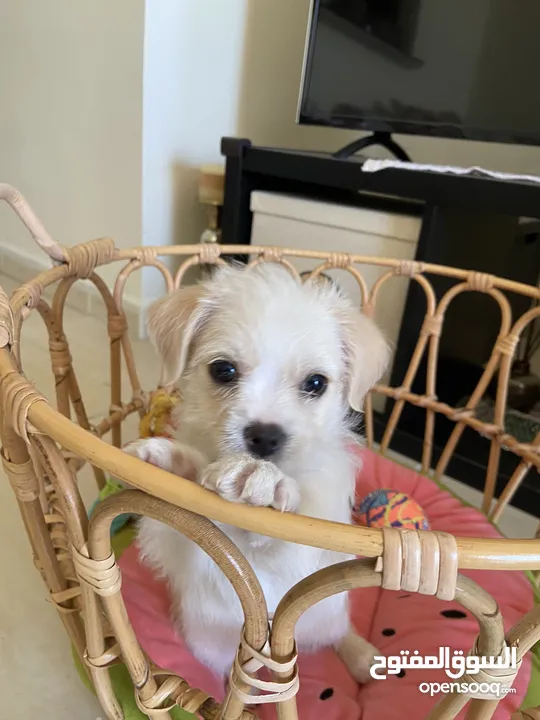 Playful puppy vaccinated and microchipped.