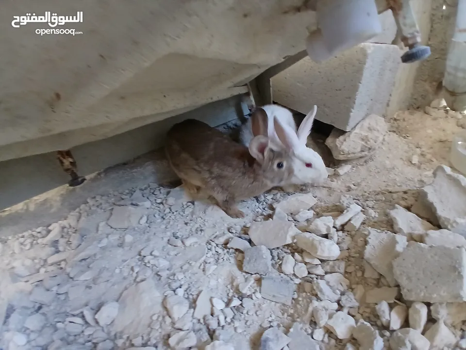 أرانب عدد 2 اناثي اعمار فوق ال7 شهور