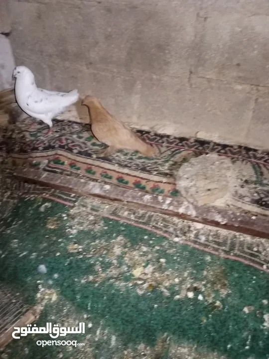 متاح طواير حلوات شغلات مكفولات شغل كينه شغل ماشاء الله