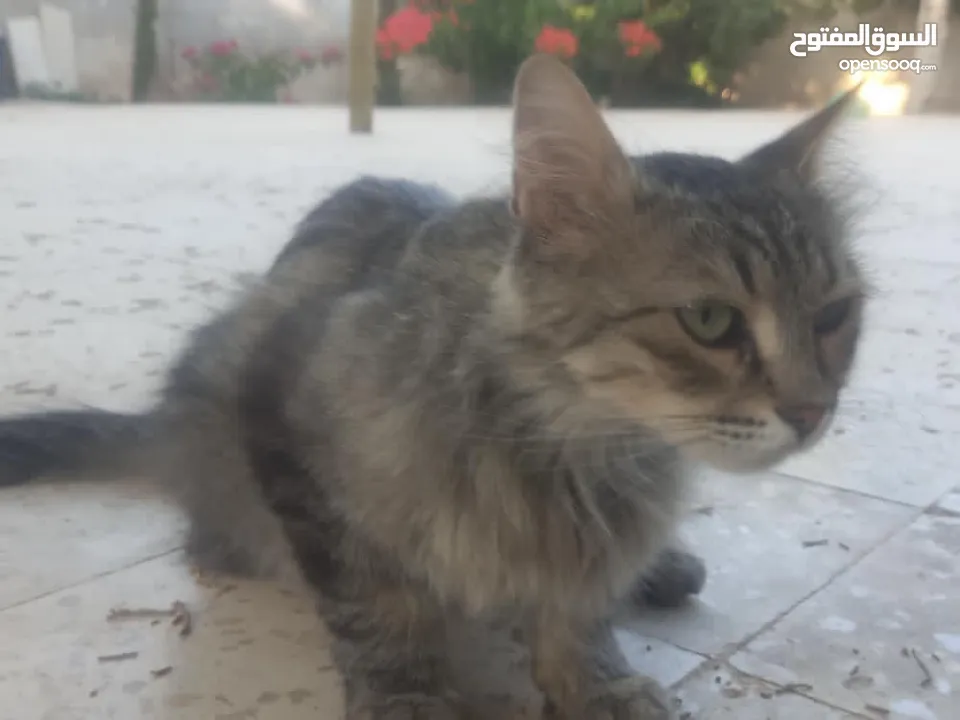 قط مكس / بلدي