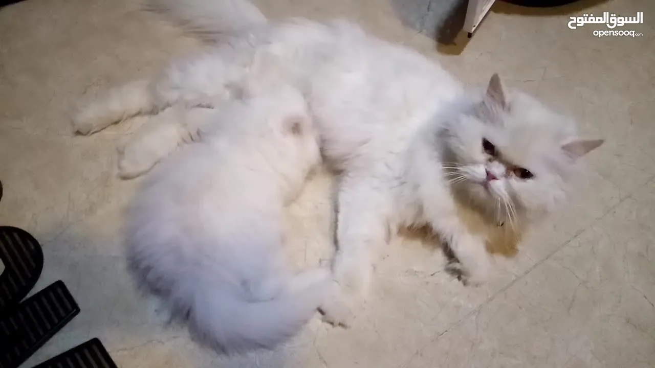 قطط للتبني ام وابنها بحاله ممتازه
