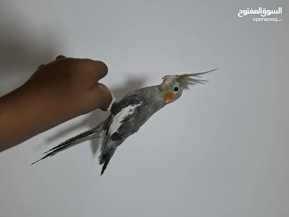 للبيع الكوكتيل عمر شهر 100%  في واتساب