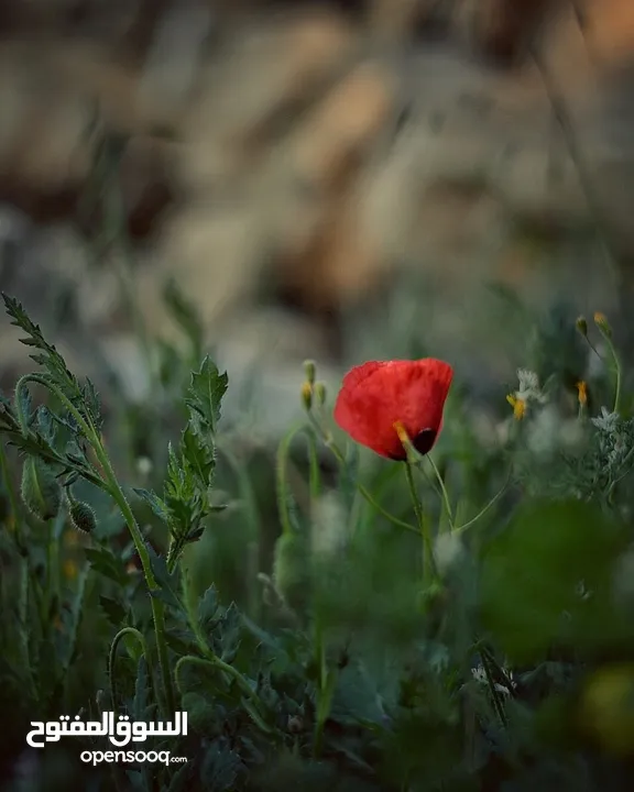 كاميرا نيكون d5200 nikon مع عدسة  nikkor 50mm