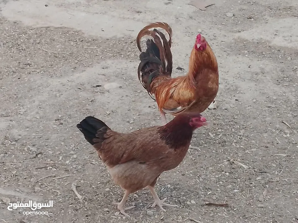 ديك للبيع صحه ونضافه للبيع تسليم الرصيفه الجبل الشمالي خلف مستشفى الأمير فيصل