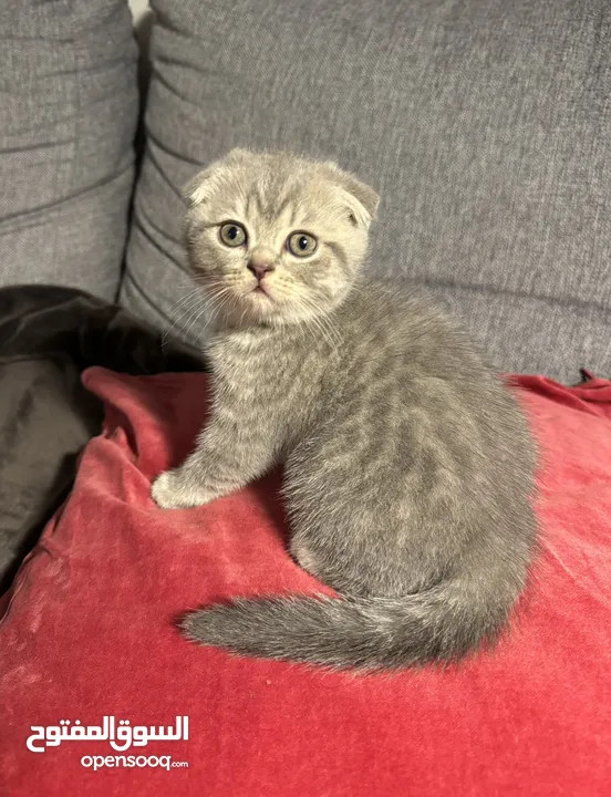 Tabby Scottish Fold and Straight kittens