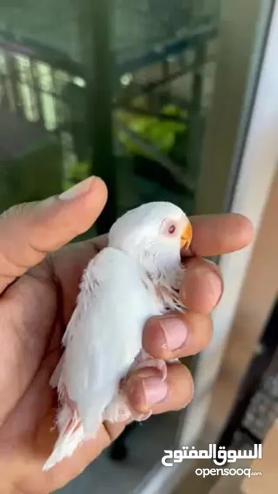 Albino chick red eye