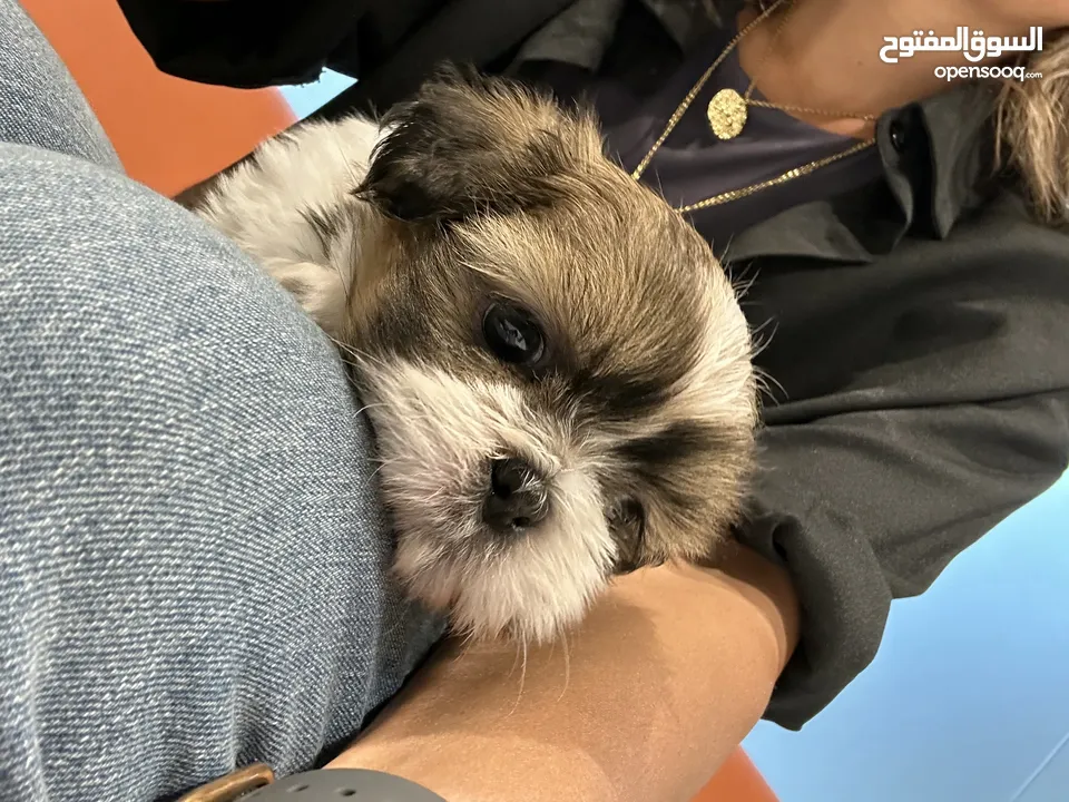 Adorable Shih Tzu Puppy for Urgent Sale!