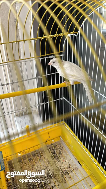 كناري 3 فحوله صوت نار  مع جميع اغراضهم
