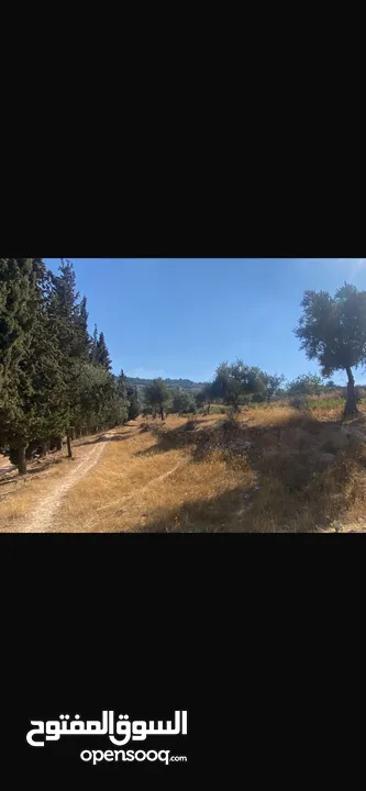 قطعت ارض في أم جوزه دنم و 23 متر (قابل  للتفاوض)موقع رائع الحجر مستورد من نابلس و انبا في 1950