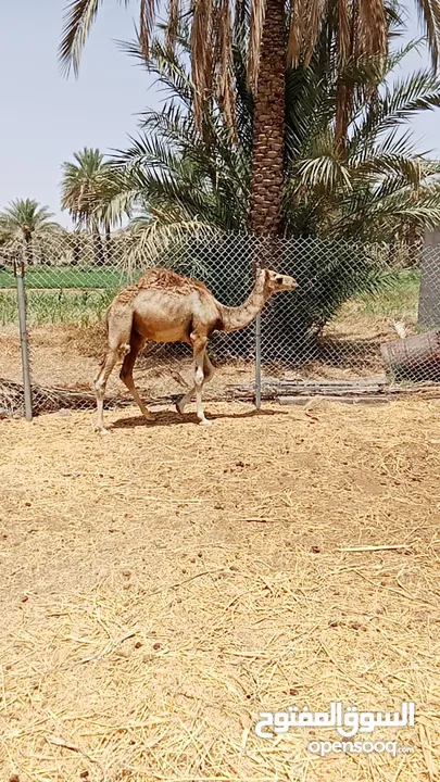 عمر القود قريب السنه عماني مطعوم قت وسح ما برايد تبن اسعر اخر