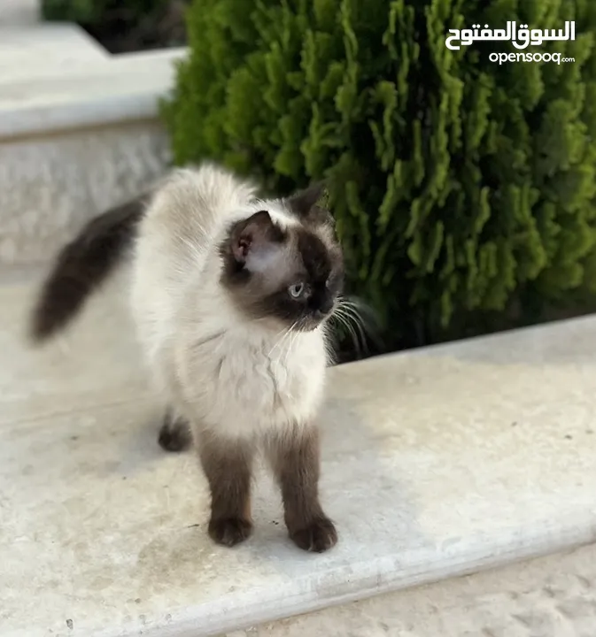 قطه هملايا حلوه وأليفه