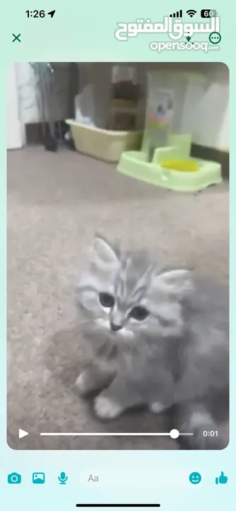 Kitten vico