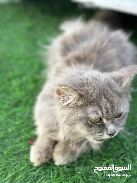 قطة شيرازي سكوتش