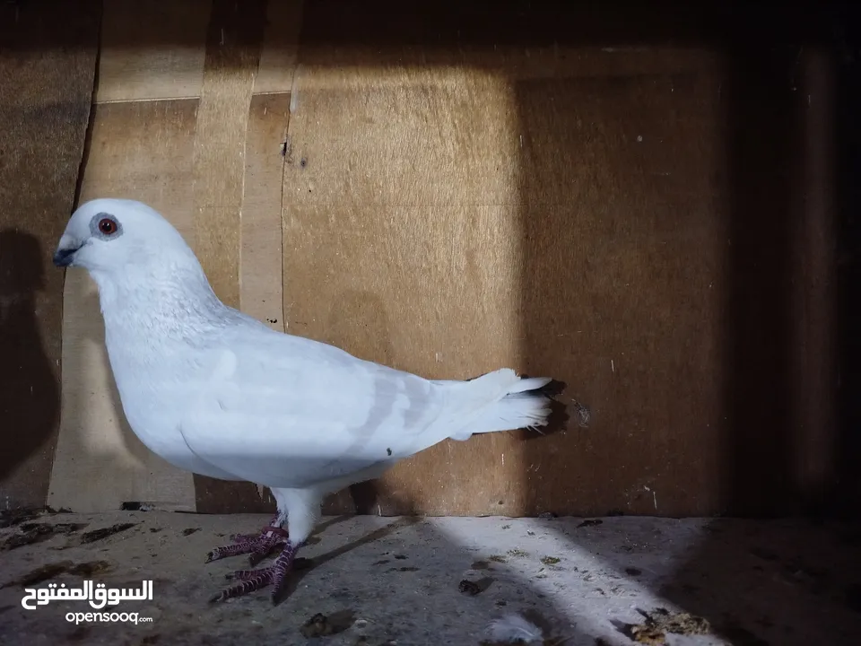حمام طواير وفحول نخب النخب شغالات ميه بالميه في فحول كش بيهن