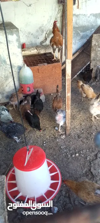 دجاج بلدي للبيع 15 جاجه وديكين