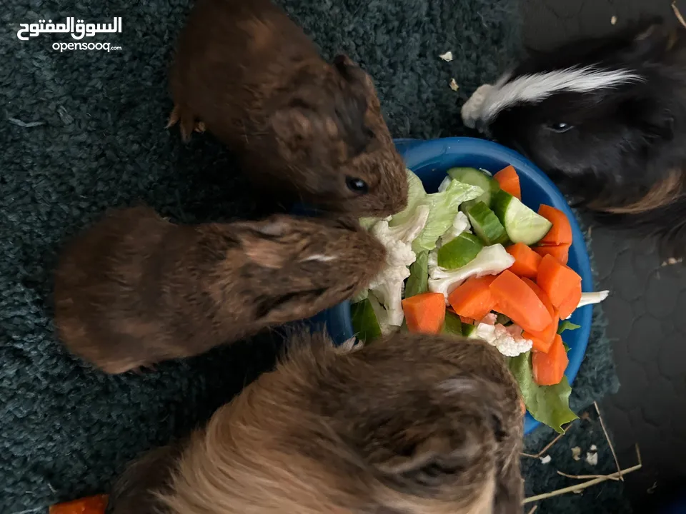 4 Guineas - 1 Male 3 Female