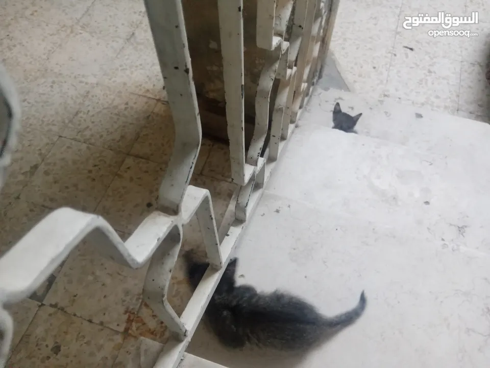 بسس للتبني