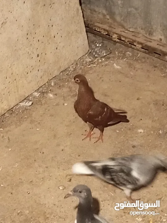 6فرخ نوريات بوز ويهوديات زرق ومزهوارات كتف