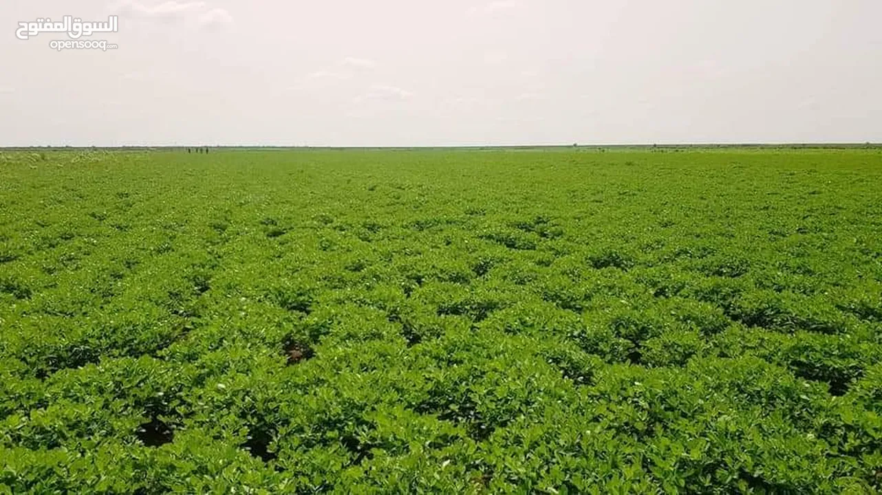 1200فدان مشروع زراعي