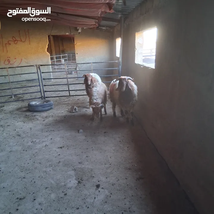 خرفان بلدي نذر او عقيقه للبيع وزن من 47 ل 50
