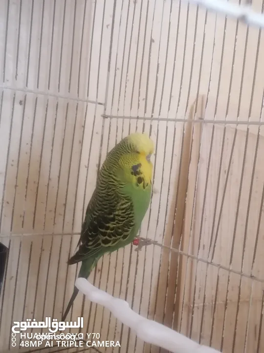 جواز حب انجليزي للبيع او للبدل كل اشي اله سعره وفيه دن فالو